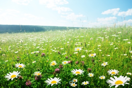 field of wild flowersの写真素材