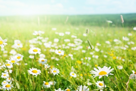 field of wild flowersの写真素材