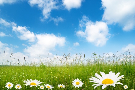 field of daisy flowersの写真素材