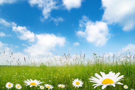 field of daisy flowers