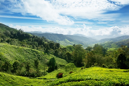 Tea plantation Cameron highlands, Malaysia Tea plantation Cameron highlands, Malaysia