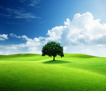 one tree and perfect grass fieldの写真素材