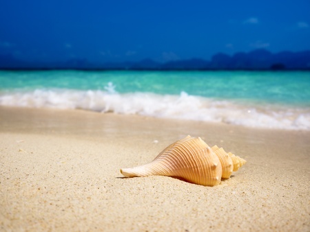 seashell on the beach(shallow DOF)