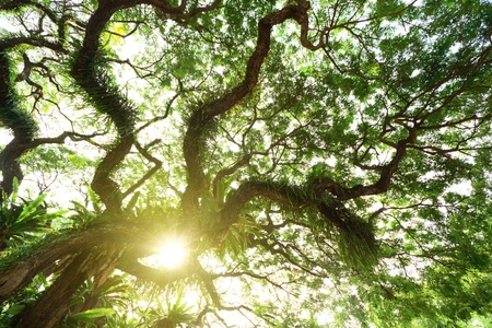 tree in jungle