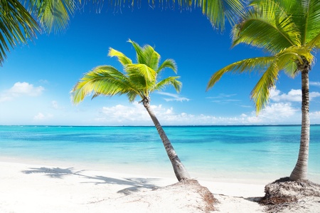 palms and beachの写真素材