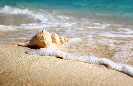 seashell on the beachの写真素材