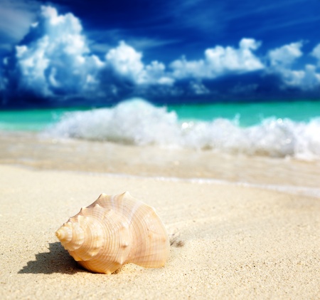 seashell on the beach (shallow DOF)の写真素材