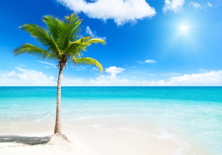 palm on islandの写真素材