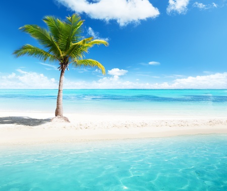 palm on islandの写真素材