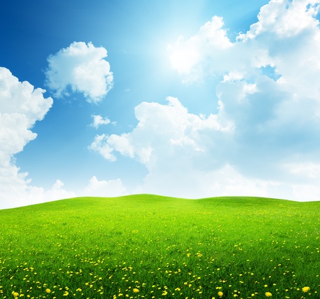 field of spring flowersの写真素材
