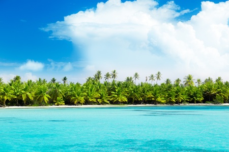 palms on island and caribbean seaの写真素材