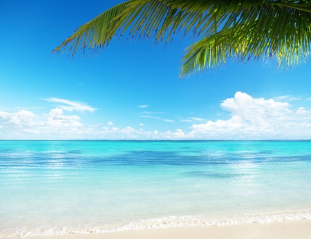 palm and beachの写真素材