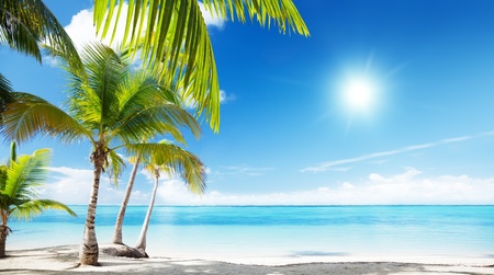Caribbean sea and coconut palmsの写真素材