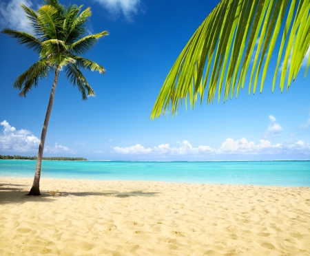 sea and coconut palmの写真素材