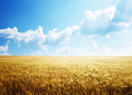 field of barley and sunny dayの写真素材