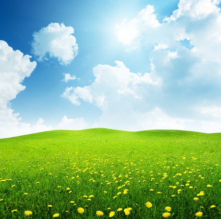 field of spring flowersの写真素材