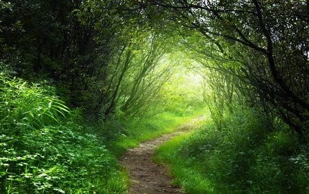 way in deep forestの写真素材