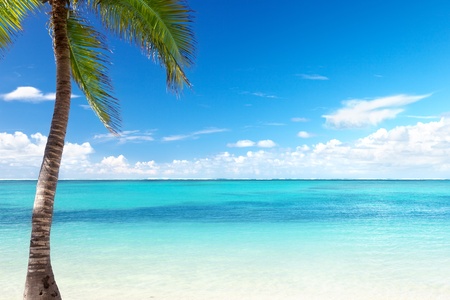 palm and beachの写真素材