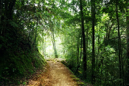 way in jungle of Malaysiaの写真素材