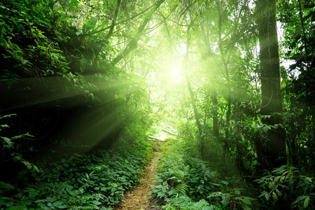 way in jungle of Malaysiaの写真素材