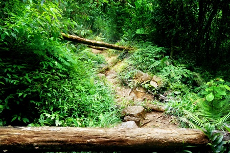 way in jungle of Malaysiaの写真素材