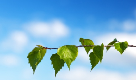 leaf of birch and spring dayの写真素材