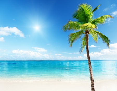 palm and beachの写真素材