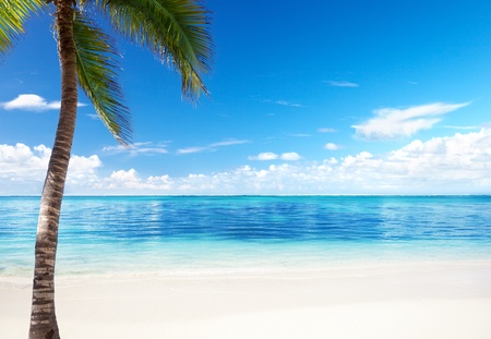 palm and beachの写真素材