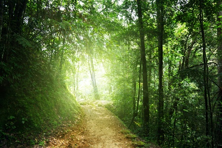 way in jungle of Malaysiaの写真素材
