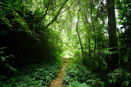 way in jungle of Malaysiaの写真素材