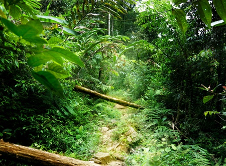 way in jungle of Malaysiaの写真素材