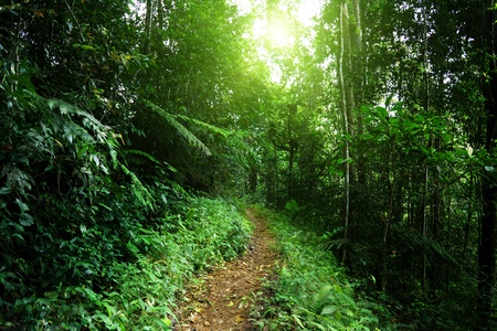 way in jungle of Malaysiaの写真素材