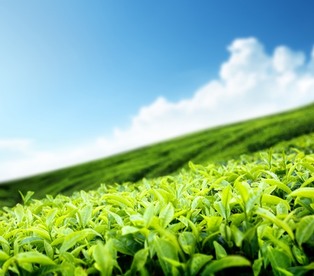 Tea plantation の写真素材