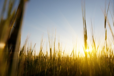 field of barley and sunsetの写真素材