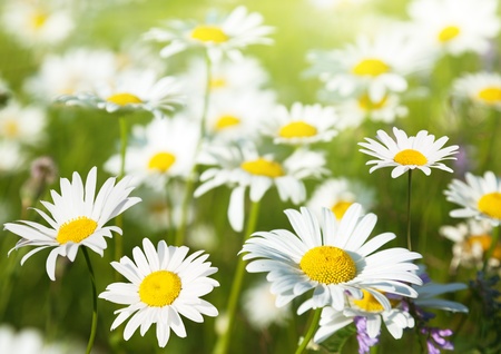 field of daisy flowersの写真素材
