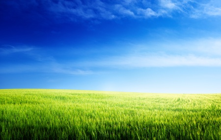 field of barley and sunsetの写真素材