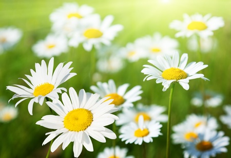field of daisy flowersの写真素材