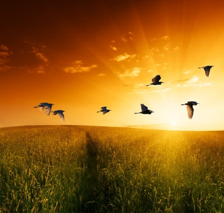 field of grass and flying birdsの写真素材