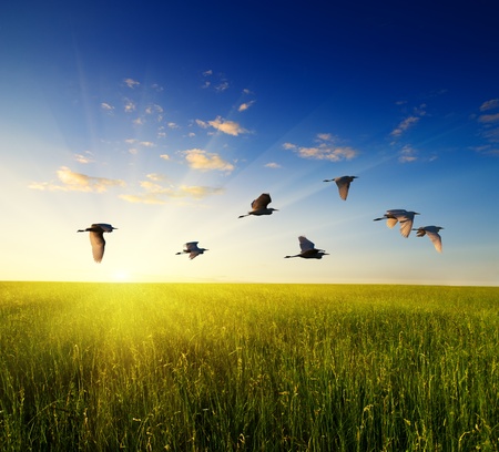 field of grass and flying birdsの写真素材
