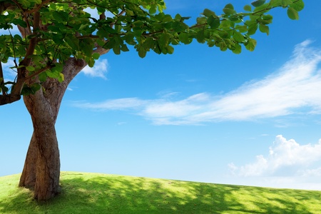 green field and treeの写真素材