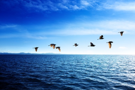 Caribbean sea and birds in sunset timeの写真素材