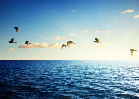 Caribbean sea and birds in sunset timeの写真素材