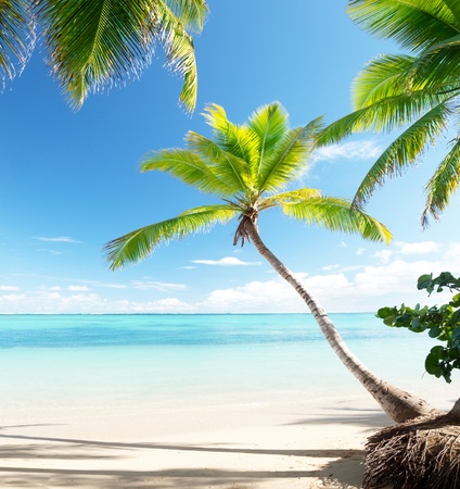 palms on Caribbean beachの写真素材