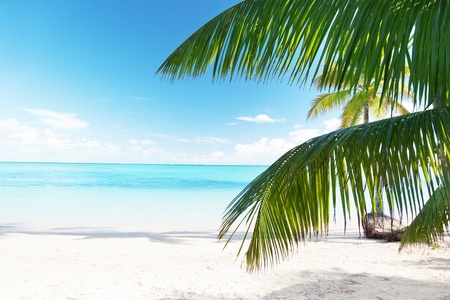 palm and beachの写真素材