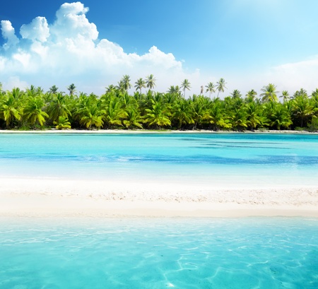 palms and beachの写真素材