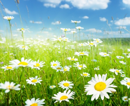 field of summer flowersの写真素材
