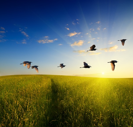 field of grass and flying birdsの写真素材