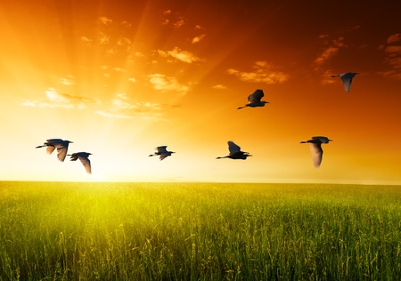 field of grass and flying birdsの写真素材