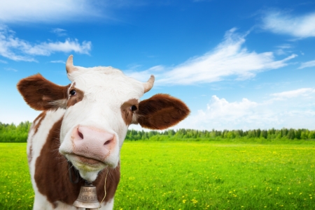 cow and field of fresh grass