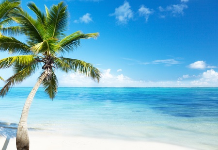 palm and beachの写真素材